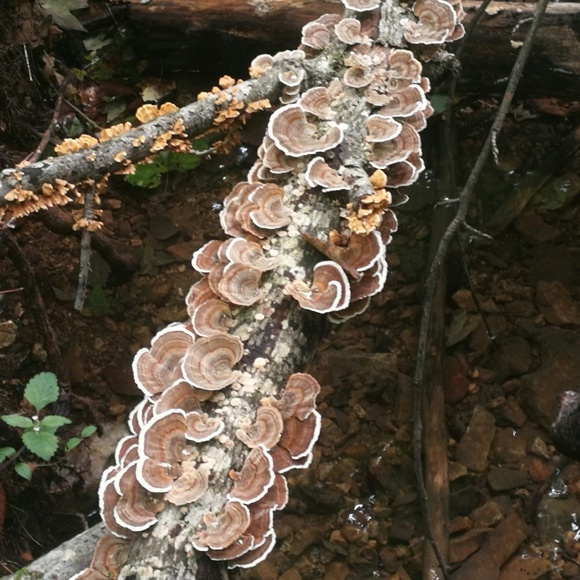 Meet your Posher, Jessica - Picture 1 of 1